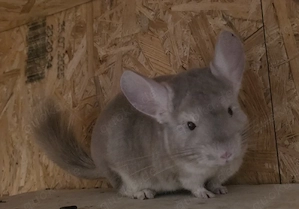  Chinchillas suchen liebevolles Zuhause 