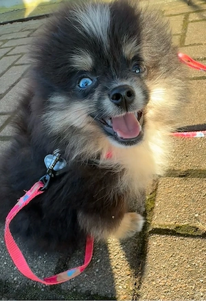 Bildhübsche Pomsky's