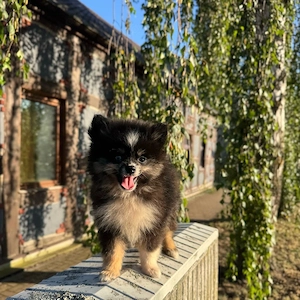 Bildhübsche Pomsky's