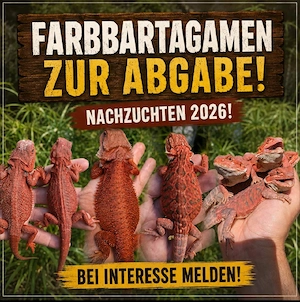 Farb Bartagamen zu Verkaufen! Pogona Vitticeps! Eigene Nachzucht Rote Bartagame 
