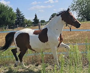 Pferd sucht Reiter