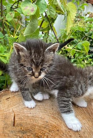 Mischlings-Kitten suchen ein liebevolles Zuhause   Neva Masquarade Mix