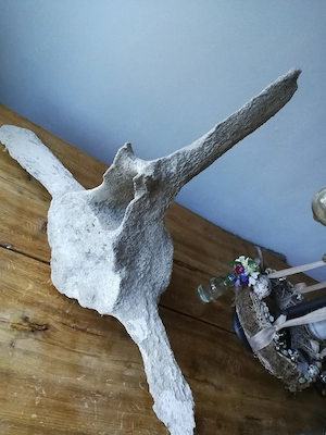 Waalwirbelknochen