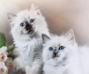 Ragdoll Kitten