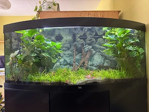 Juwel Curved Aquarium 450l 