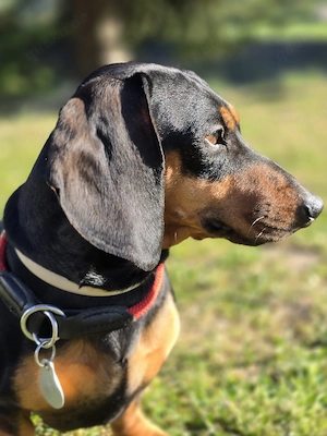 Standard Dackel Deckrüde  Bild 2