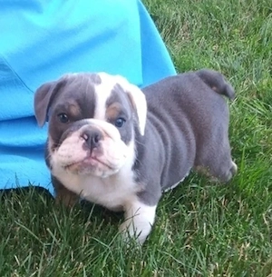 Englische Bulldoggenwelpen