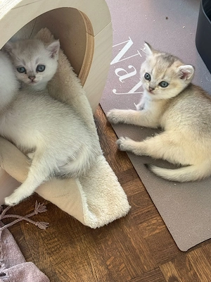5 Britisch Kurzhaar Kitten 