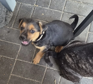 Hundewelpan ab sofort