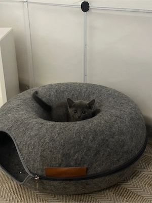 Liebevolle Russisch Blau Kitten suchen ihr Zuhause Bild 3