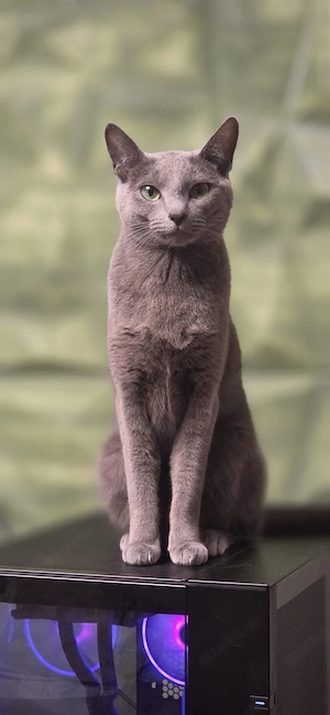 Liebevolle Russisch Blau Kitten suchen ihr Zuhause Bild 4