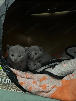 Liebevolle Russisch Blau Kitten suchen ihr Zuhause Bild 9