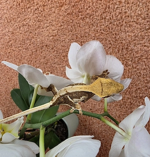 Kronengecko Lilly White weibchen