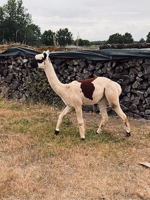 Alpaka Stute  Jungstute Appaloosa
