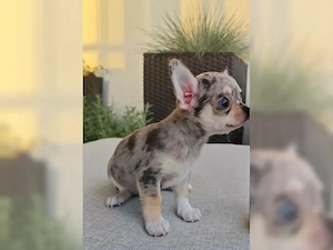      Bezaubernde Chihuahua-Welpen suchen ein liebevolles