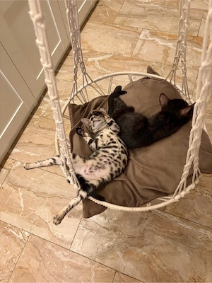 Bengal Kitten 