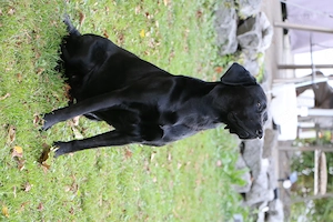 Ältere Labradorhündin in beste Hände abzugeben Bild 3
