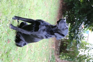 Ältere Labradorhündin in beste Hände abzugeben Bild 5