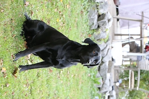 Ältere Labradorhündin in beste Hände abzugeben Bild 4