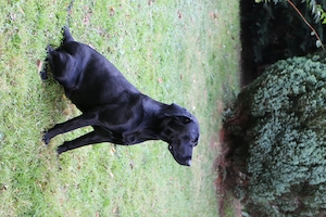 Ältere Labradorhündin in beste Hände abzugeben Bild 2