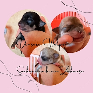 chihuahua welpen mädchen junge