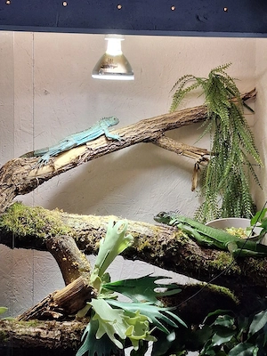 1.1 Grüne Leguane Iguana iguana