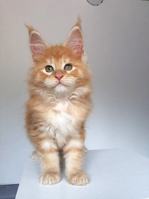 Gechippte männliche und weibliche Maine-Coon-Kätzchen