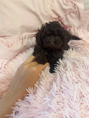 Choco Toypudel Pudel Toy Hündin 