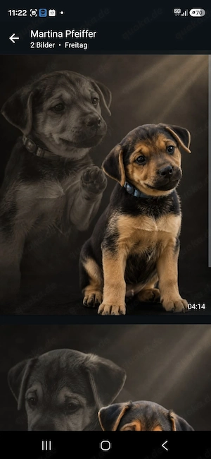 Hundewelpan ab sofort