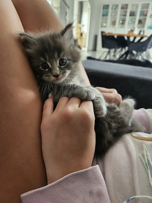 MAINE Coon Kater kinder und Hunde gewöhnt