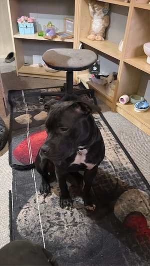 American Bully XL Hündin   10 Monate alt, mit Ahnentafel