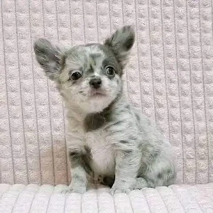 Bezaubernde Chihuahua Welpen 