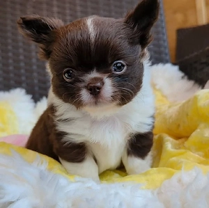 Bezaubernde Chihuahuawelpe
