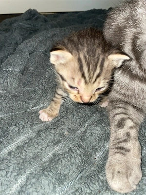 Siam Bengal BKH für Allergiker Abgabebereit  Bild 8