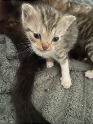 Siam Bengal BKH für Allergiker Abgabebereit  Bild 5