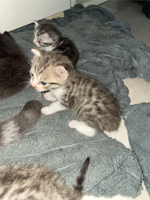 Siam Bengal BKH für Allergiker Abgabebereit  Bild 7