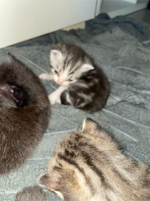 Siam Bengal BKH für Allergiker Abgabebereit  Bild 4