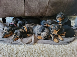 Standard Dackel Deckrüde  Bild 5
