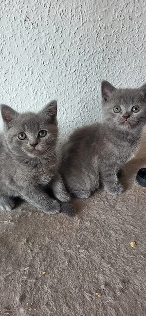BKH Kitten.  