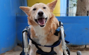 Ein großes Herz für Rollihund Peco gesucht