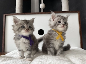 Maine Coon kitten m.P Bild 7