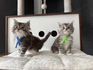 Maine Coon kitten m.P Bild 6