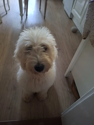 Goldendoodle ,groß Weibchen  4 monate  alt 