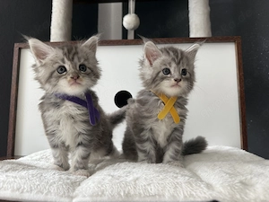 Maine Coon kitten m.P Bild 8