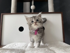 Maine Coon kitten m.P Bild 10