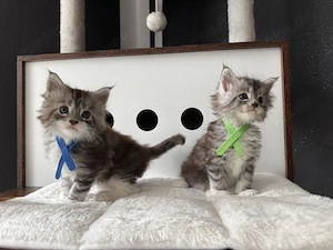 Maine Coon kitten m.P Bild 9