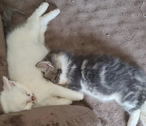 Maincoon Mix
