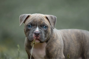 American Bully Welpen mit ABKC 