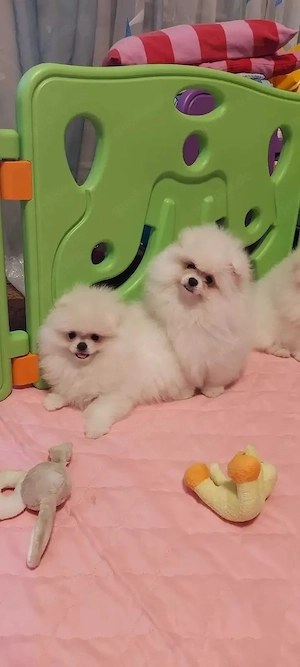 Superniedliche Zwergspitz-pomeranian welpen
