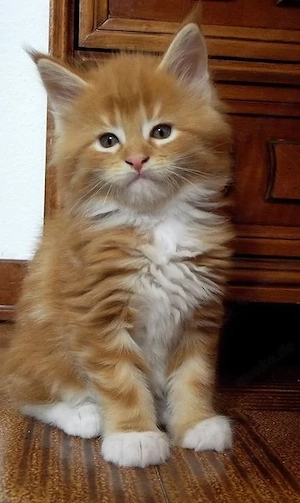 Gesunde kastrierte Maine-Coon-Kätzchen